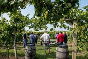 Team Building group in the vineyard