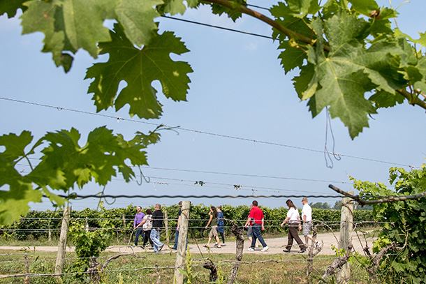 Team Bulding Group walks through vineyard