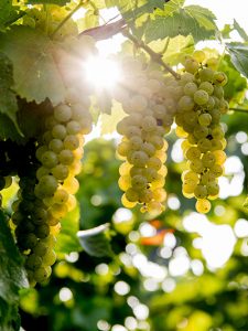 Closeup of sun beaming through grapes on the vine
