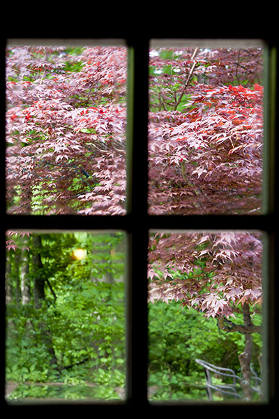 Beautiful fall colors can be seen through a window